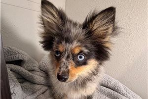 Kole - Pomeranian for sale