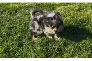 Kole - puppy for sale