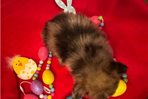 Kingston - Pomeranian for sale