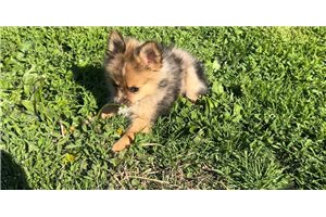 Kingston - Pomeranian for sale