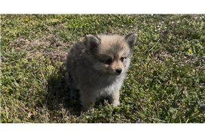 Kingsley - puppy for sale