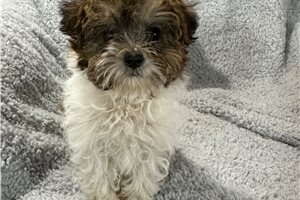 Sami - Schnoodle for sale