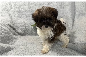 Solar - Schnoodle for sale