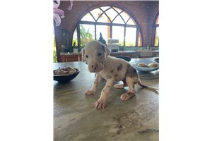 Thor - Great Dane for sale