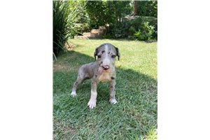 Titus - Great Dane for sale