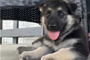 Peyton - German Shepherd for sale