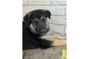 Phoenix - German Shepherd for sale