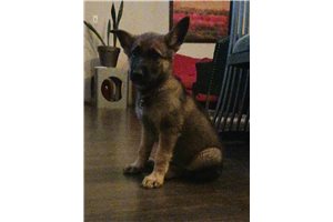 Roxy - puppy for sale