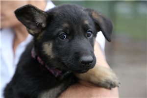 Heidi - puppy for sale