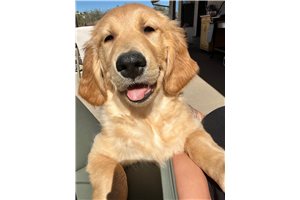 Gabe - puppy for sale
