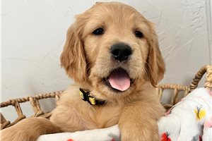 Walt - puppy for sale