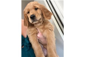 Gail - puppy for sale
