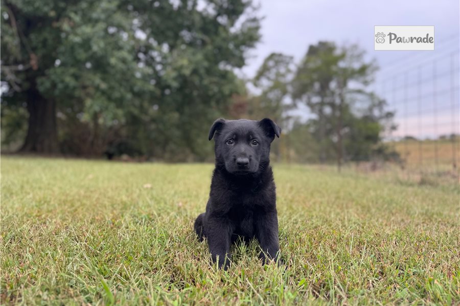Kenny, male German Shepherd puppy for sale