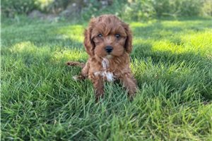 Leonardo - Cavapoo for sale