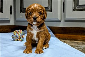 Lily - puppy for sale