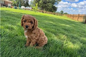 Logan - puppy for sale