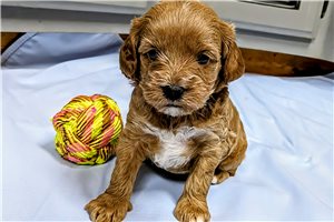Luna - puppy for sale