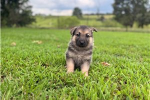Ivan - German Shepherd for sale