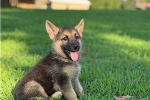 Ivan - German Shepherd for sale