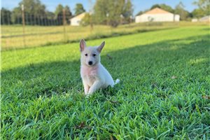 Ingrid - German Shepherd for sale