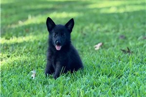 Indigo - German Shepherd for sale