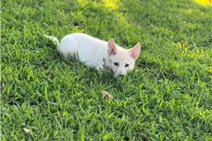 Iona - German Shepherd for sale