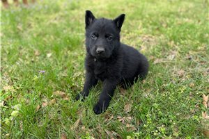 Conner - puppy for sale