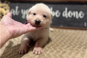 Inez - puppy for sale