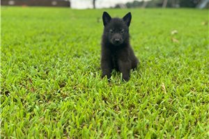 Indigo - German Shepherd for sale