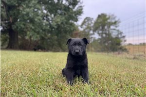 Kenny - German Shepherd for sale