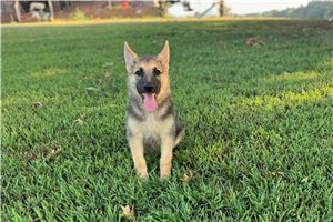 Ivan - German Shepherd for sale