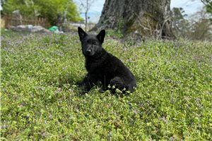 Georgia - German Shepherd for sale