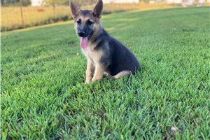 Iggy - German Shepherd for sale