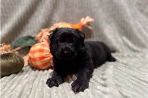 Kenny - German Shepherd for sale