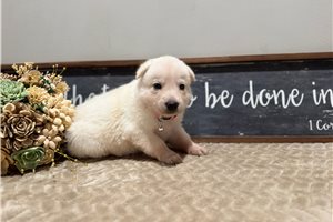 Iona - puppy for sale