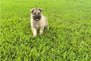 Itty - German Shepherd for sale