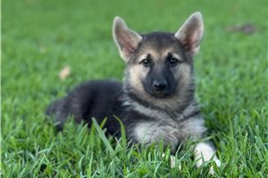 Iggy - German Shepherd for sale