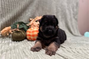 Kole - German Shepherd for sale