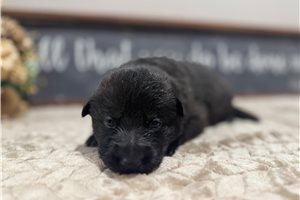 Indigo - puppy for sale