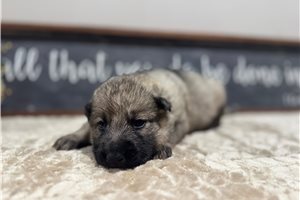 Itty - German Shepherd for sale