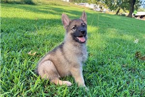 Indy - German Shepherd for sale