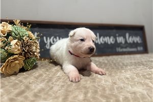 Ingrid - puppy for sale