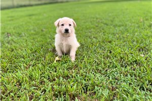 Iona - German Shepherd for sale