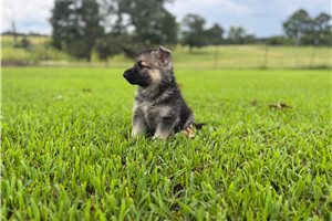 Iggy - German Shepherd for sale
