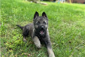 Niles - puppy for sale