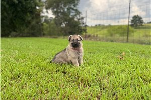 Ives - German Shepherd for sale