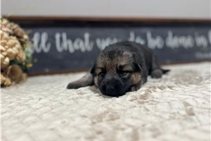 Iggy - puppy for sale
