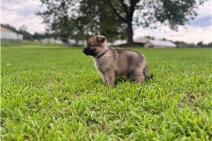 Indy - German Shepherd for sale