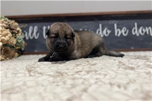 Indy - puppy for sale