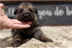 Ivan - German Shepherd for sale